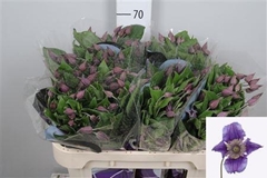 Clem Amazing Sydney 70cm 23 4