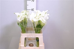 Zant Crystal Blush 60cm