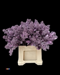 Skimmia Metallic Light Purple