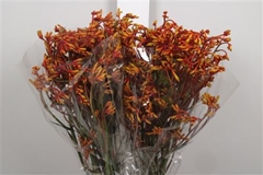Anigoz Gold Fever 90cm