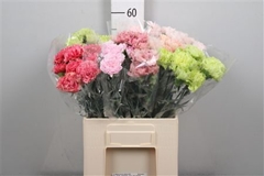 Di St Gem In Fust 55cm 23