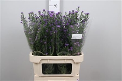 Ast Laura 85cm 25gram