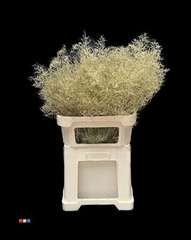 Limonium Gold