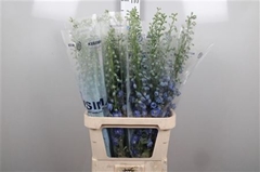 Delph Cand Bl Shades 100cm 34