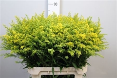 Soli Marvellous Gold 80cm 40gram
