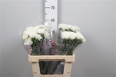 Di St Holly 60cm 23