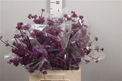 Callicarpa Bod Profu 70cm