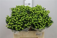 Hyper Coco Bamboo Green 60cm