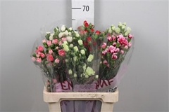 Di Tr Gem In Fust 65cm 23