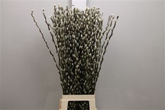 Salix Ca Snow Flake 90cm