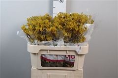 Anigoz Yellow Gem 70cm