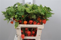 Physalis Lampion Tak 60cm