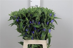 Gentiana Sky 70cm