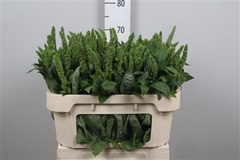 Amar Green Thumb 70cm
