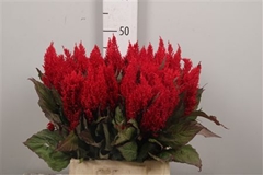 Cel P Century Rood 50cm