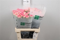 Di St Spritz 60cm 23