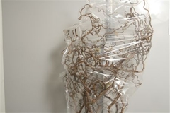 Coryl Av Contorta 150cm
