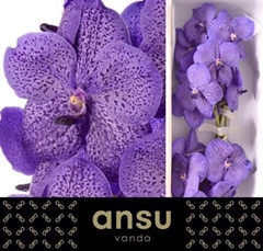 Vanda Su Lave Sprink 25cm