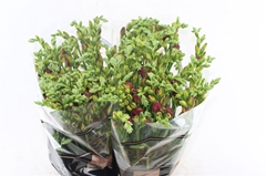 Fr Du Expression 54cm 22gram 23