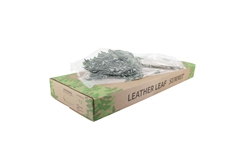 Leatherleaf 55cm