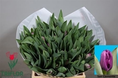 Tu Fr San Clemente 41cm 49gram 23