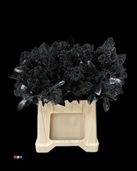 Skimmia Black
