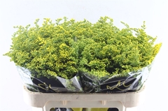 Soli Carzan Glory 70cm 40gram