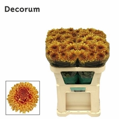 Chr G Jackfruit 70cm 105gram