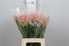 Ne Bo Vesta K 60cm