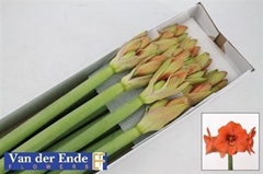 Hipp St Naranja 75cm 4+