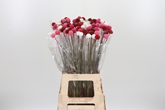 Craspedia 70cm