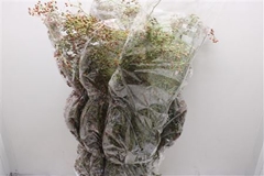 Rosa Corallo 100 Ptk