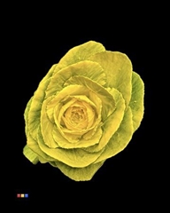 Brassica Yellow