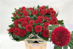 Chr G Kiev 75cm 65gram