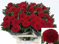 Chr G Kiev 75cm 60gram