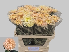 Chr G Avignon 80cm 80gram