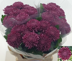 Chr G Bigoudi Purple 70cm 95gram
