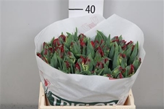 Tu Pa Seadov Parrot 36cm 34gram 23