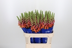 Antir Antibes Orange 75cm