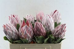 Protea Cynaroides 50cm