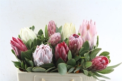 Protea Ov Per Piece 50cm