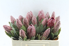 Protea Ov Per Piece 50cm