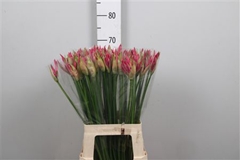 Ne Bo Ras Van Roon 70cm