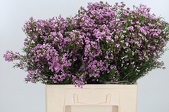 Chame Un Pirouette 60cm 25gram 24