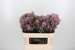 Chame Un Pirouette 70cm 25gram 24