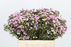 Chame Giselle 40cm 12gram 24