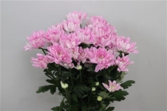 Chr T Baltica Pink 70cm 85gram