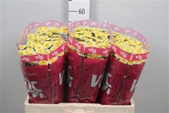 Chr San Sun Up 55cm 100g