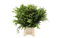 Buxus Per Bunch 65cm