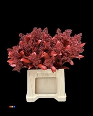 Skimmia Metallic Red